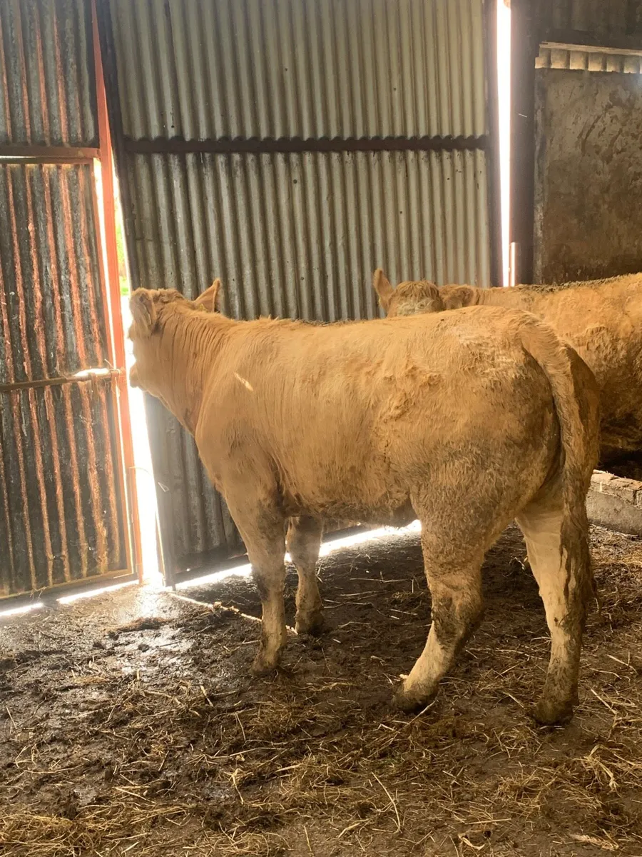 2 super Quality Charlaois Heifers for sale - Image 3
