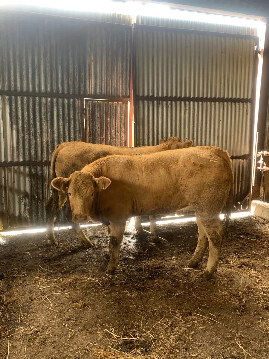2 super Quality Charlaois Heifers for sale - Image 4