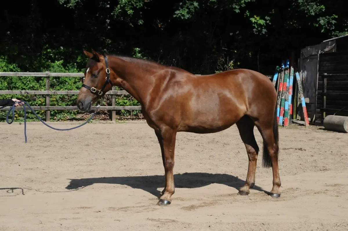 Beautiful correct mare - Image 1