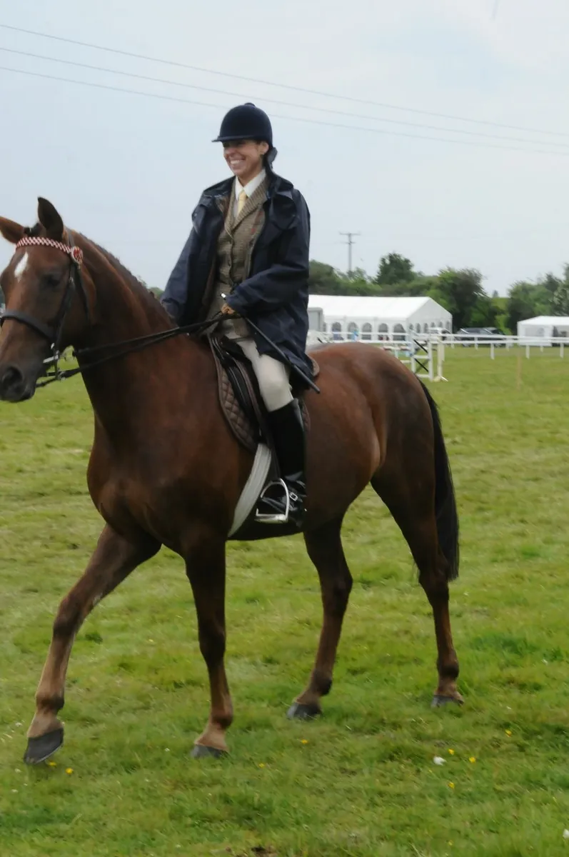 Beautiful correct mare - Image 2