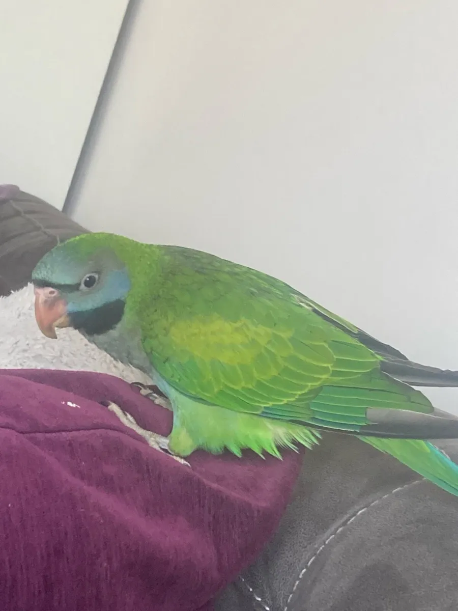 Hand reared Derbyan - Image 1