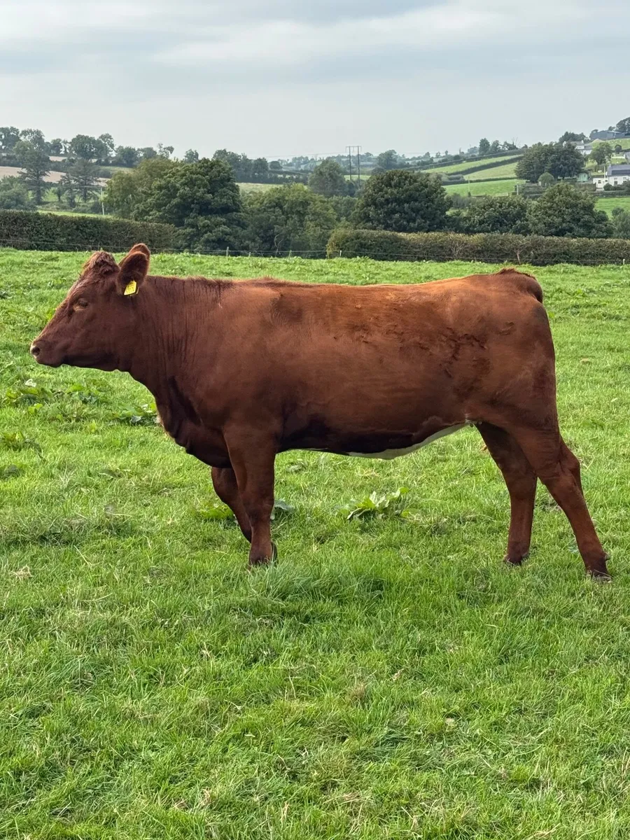Stabiliser heifers - Image 1
