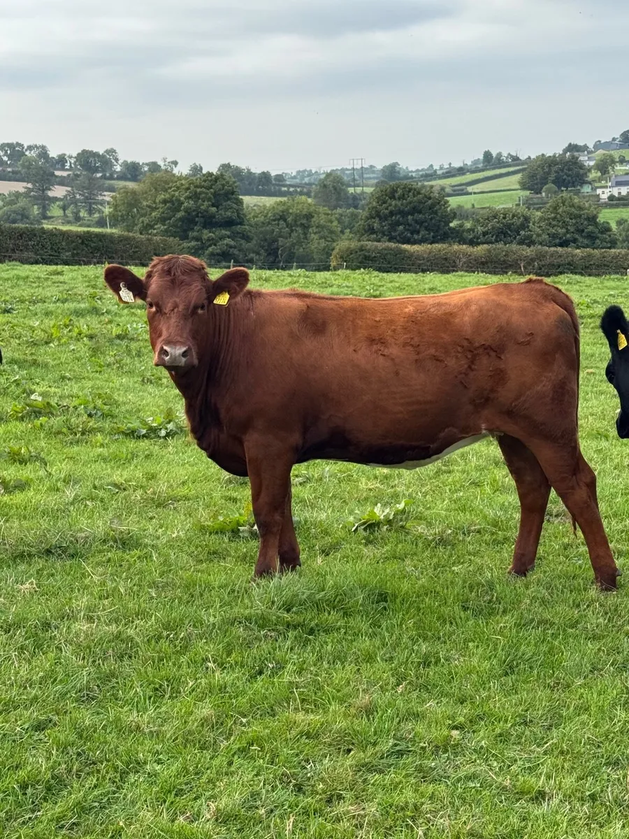 Stabiliser heifers - Image 2