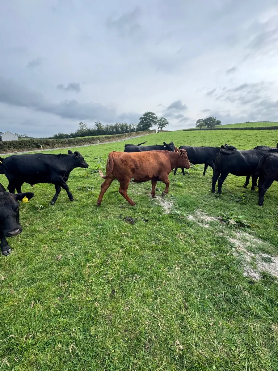 Stabiliser heifers - Image 3
