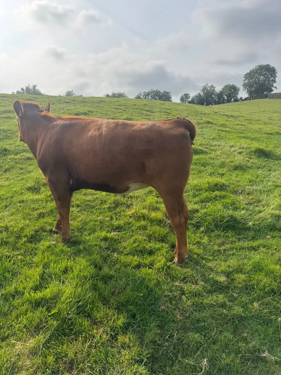 Stabiliser heifers - Image 4