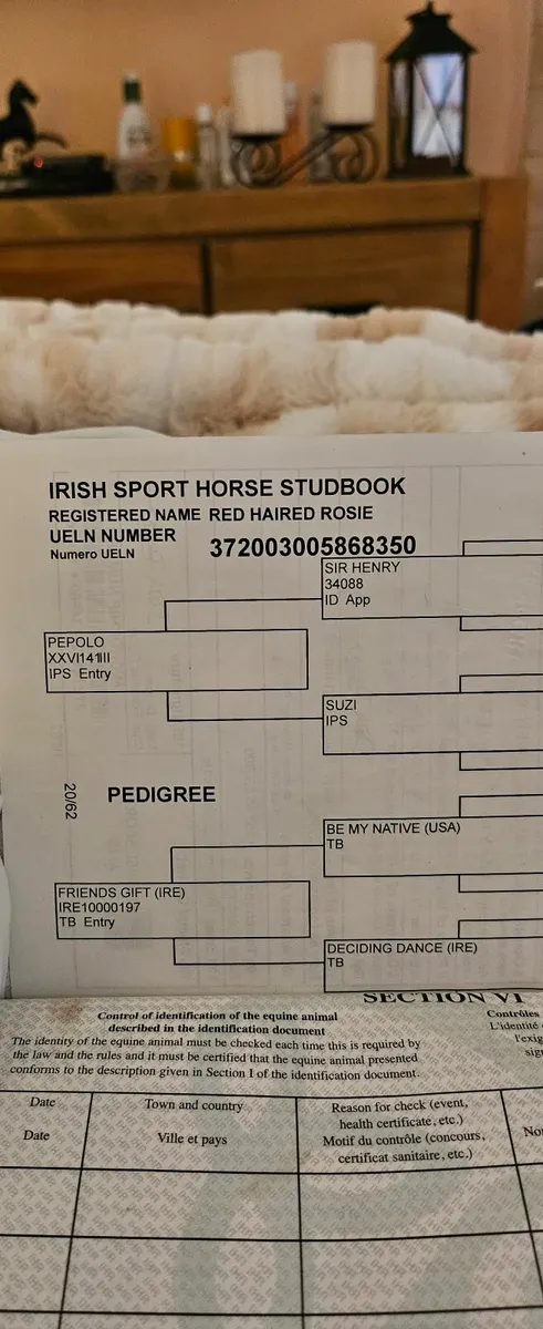 Beautiful correct mare - Image 3