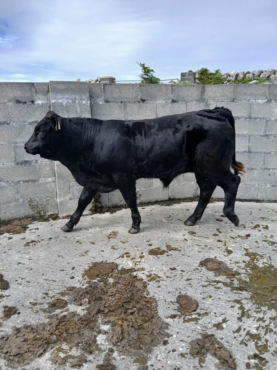 Beef cattle - Image 1