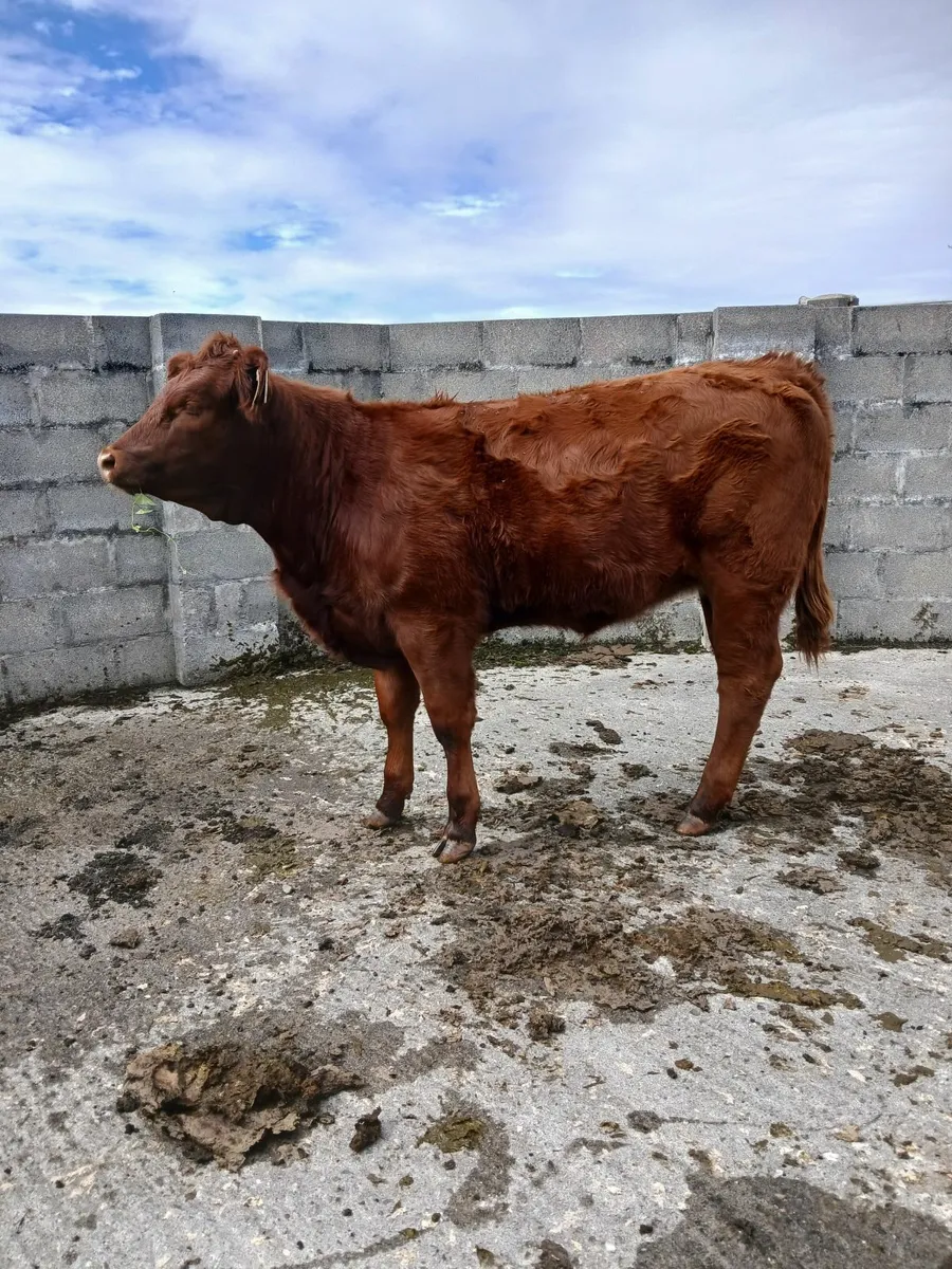 Beef cattle - Image 2