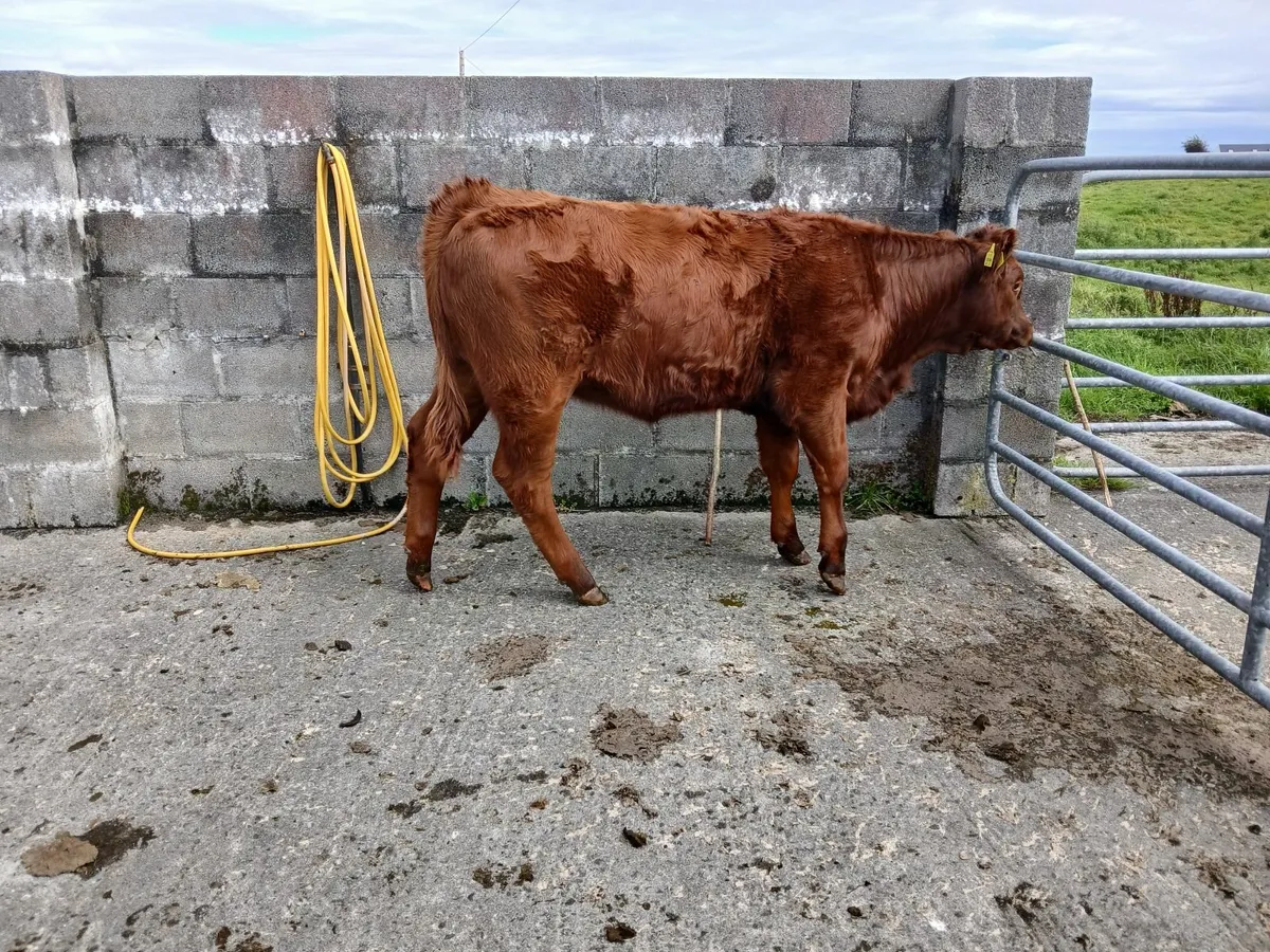 Beef cattle - Image 3