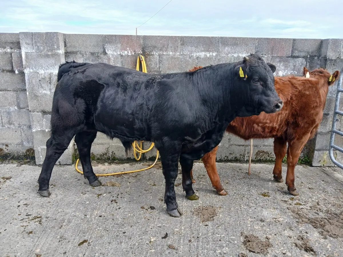 Beef cattle - Image 4