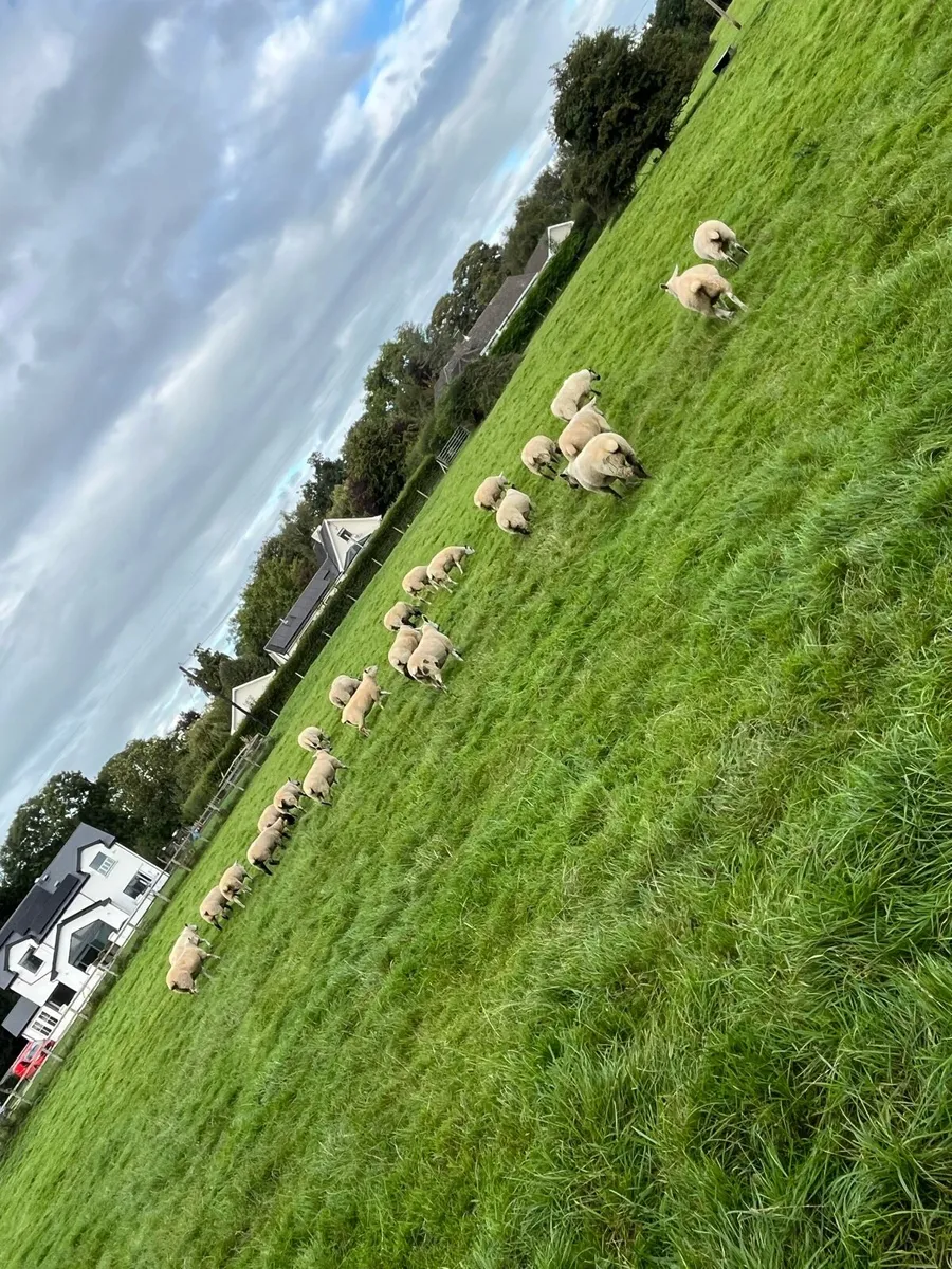 Quality hoggets - Image 1