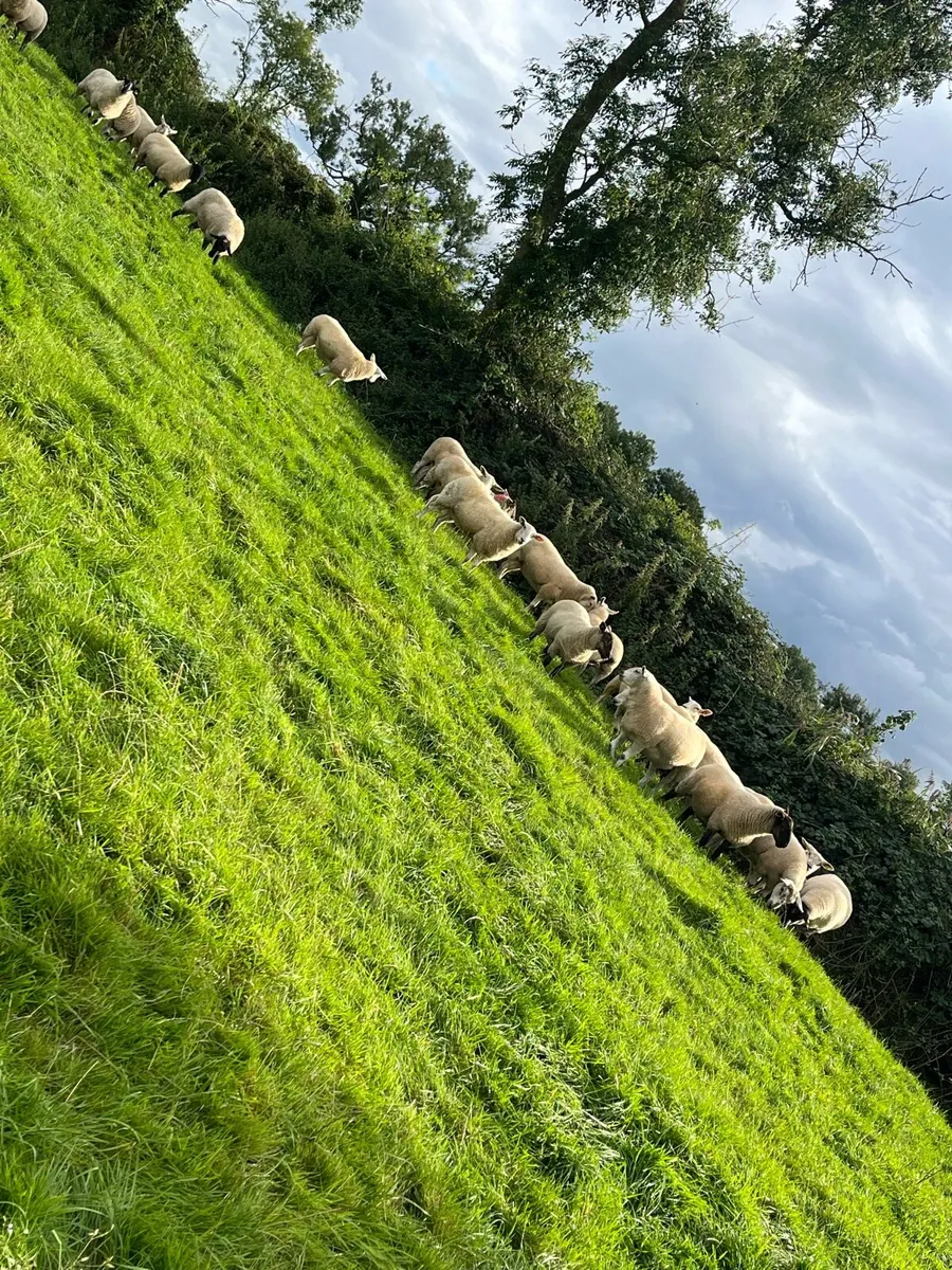 Quality hoggets - Image 3