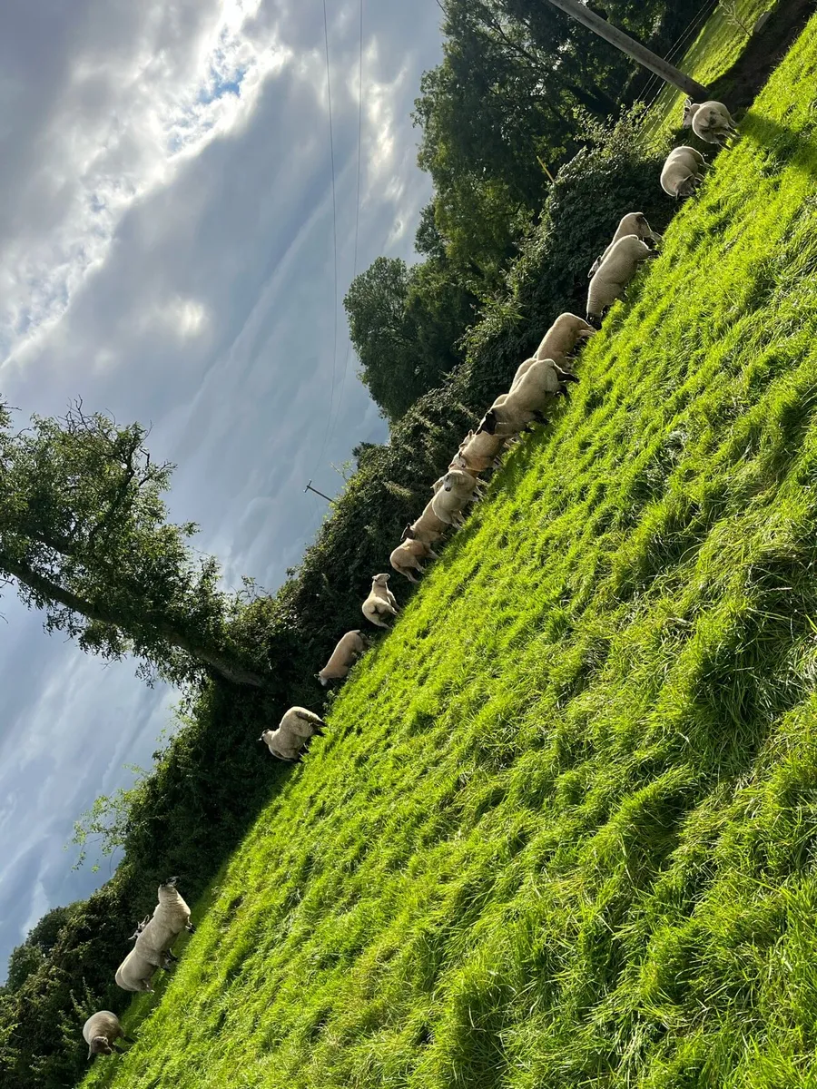 Quality hoggets - Image 4