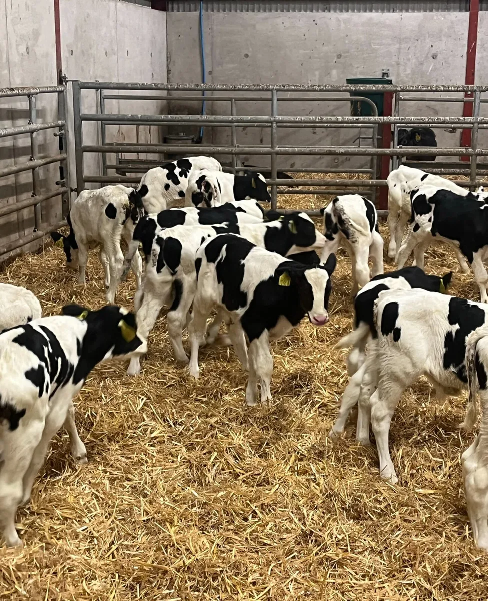 Calves