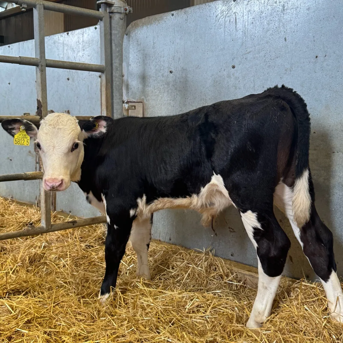 Hereford & AA Bulls - Image 1