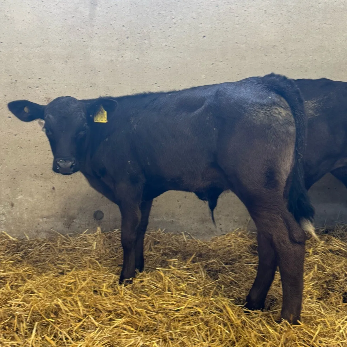 Hereford & AA Bulls - Image 2