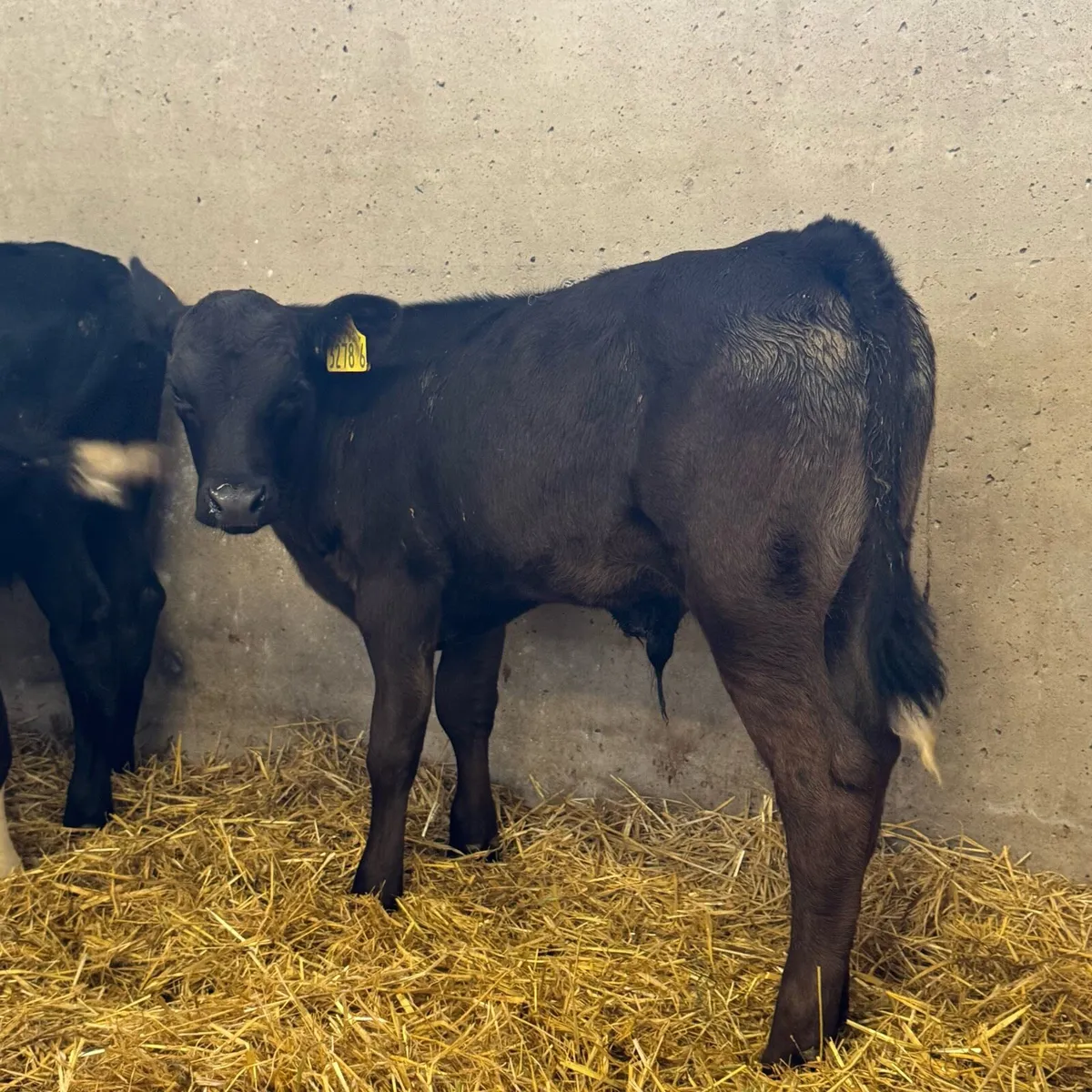 Hereford & AA Bulls - Image 3