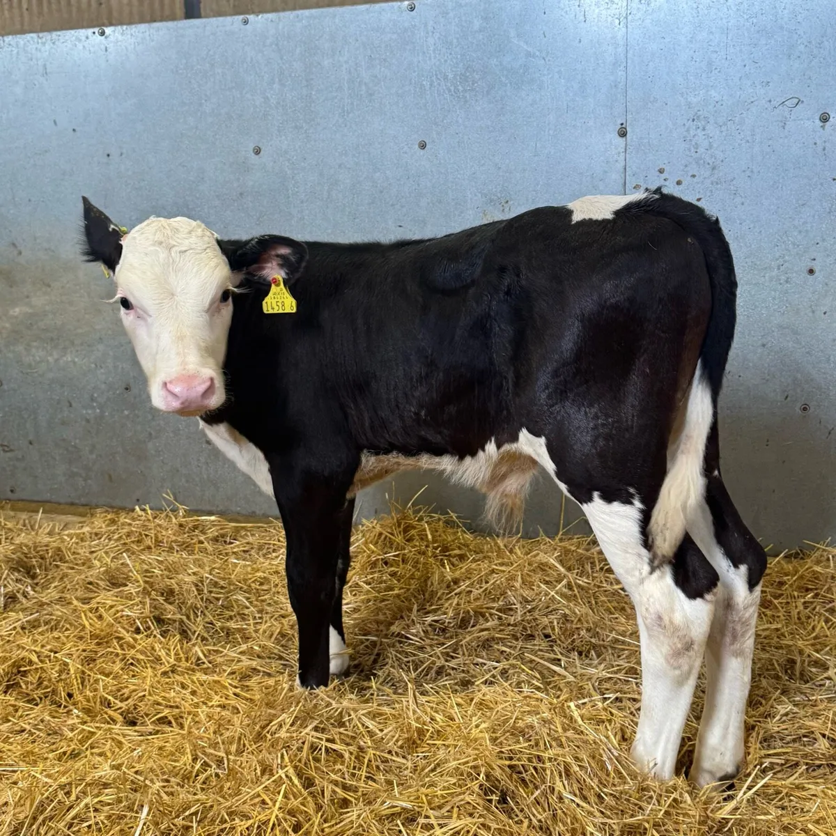 Hereford & AA Bulls - Image 4