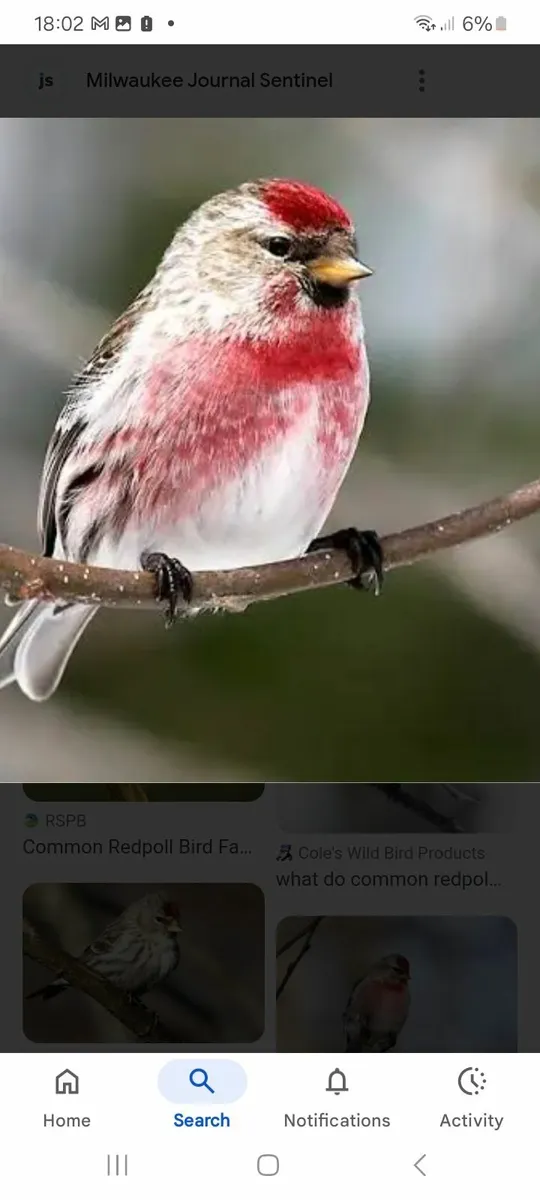 Birds - Image 1