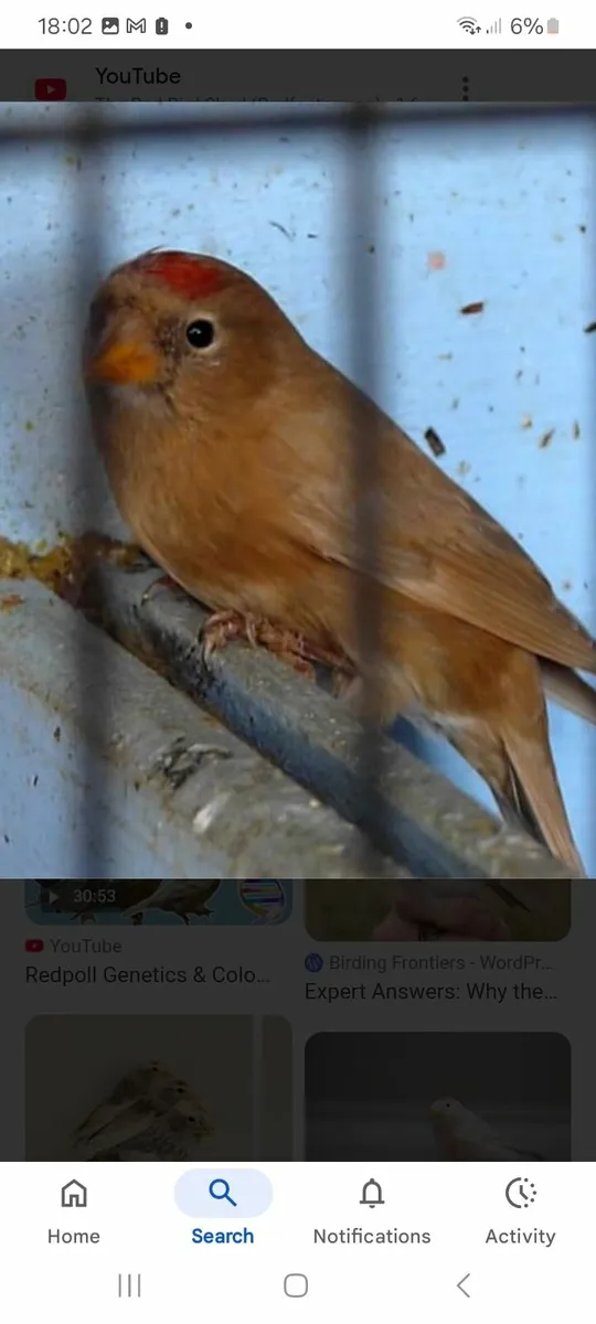 Birds - Image 2
