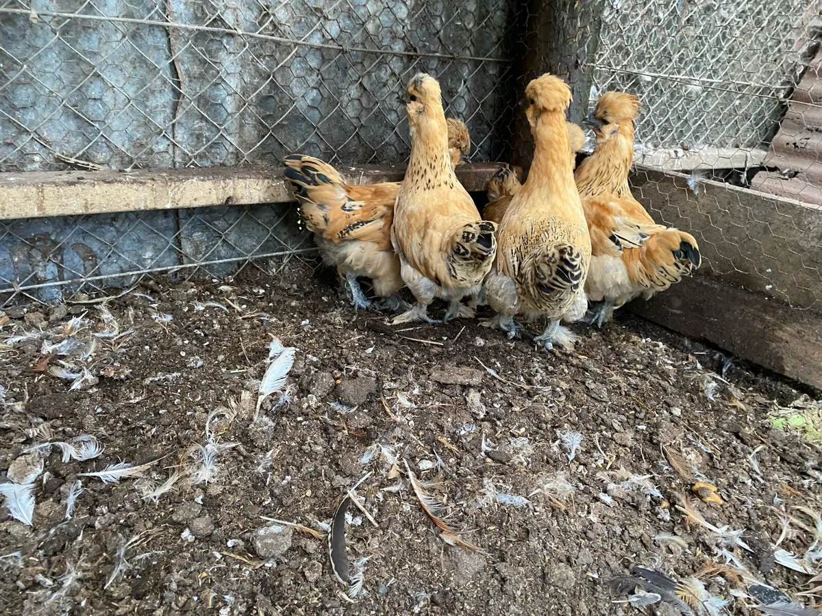Silkie cross chickens - Image 1