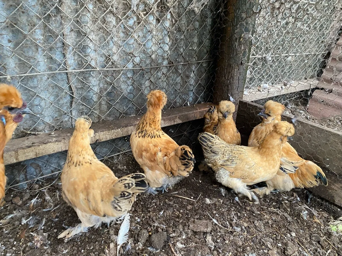 Silkie cross chickens - Image 2
