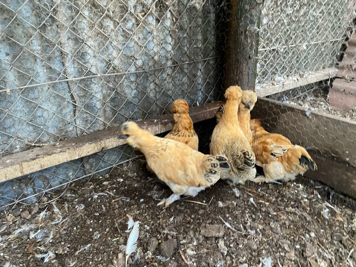 Silkie cross chickens - Image 3