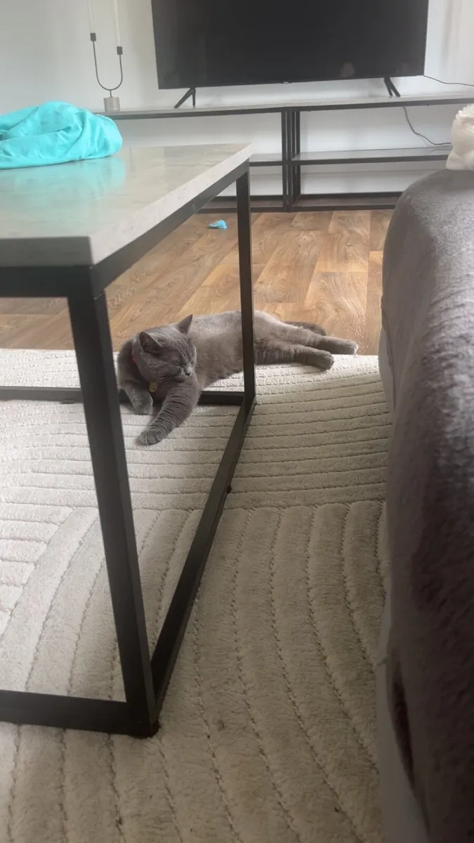 Cat (British shorthair) & cat stuff - Image 3