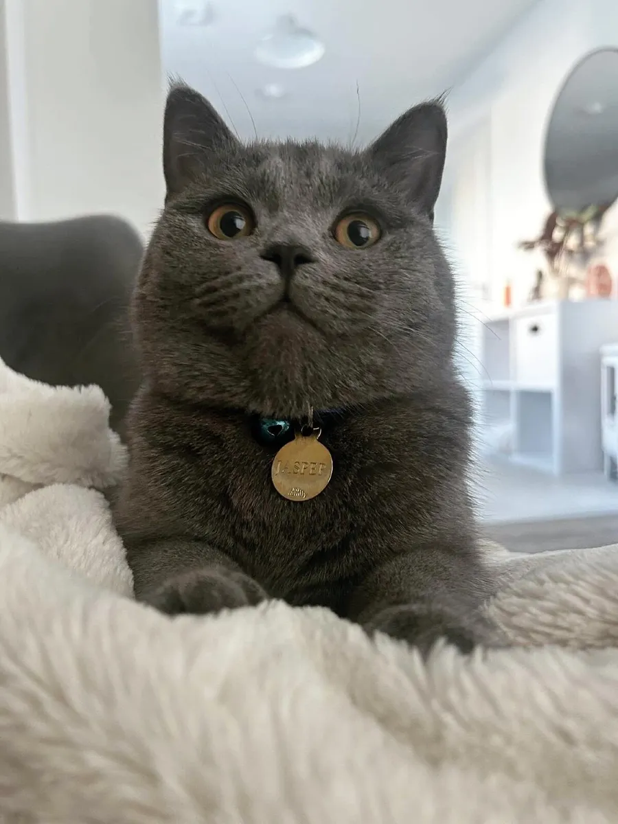 Cat (British shorthair) & cat stuff - Image 2