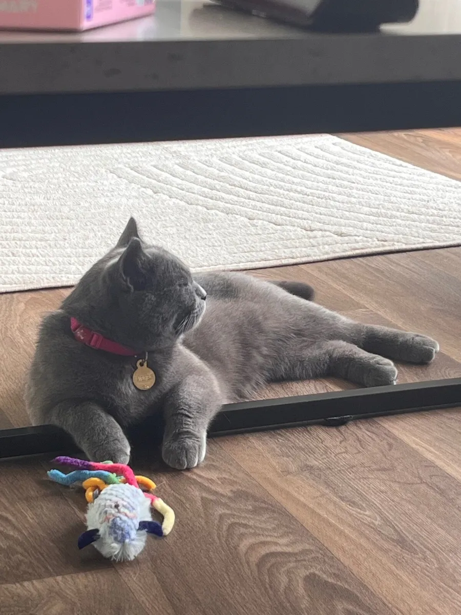Cat (British shorthair) & cat stuff - Image 4