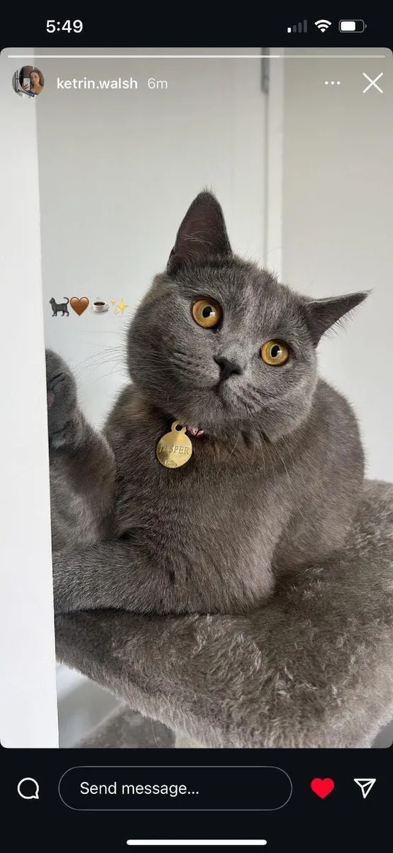 Cat (British shorthair) & cat stuff - Image 1