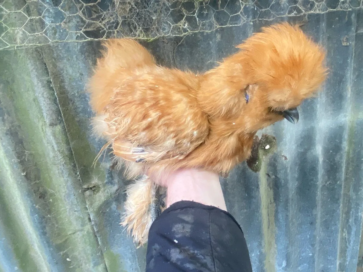 Silkie cross chickens - Image 4