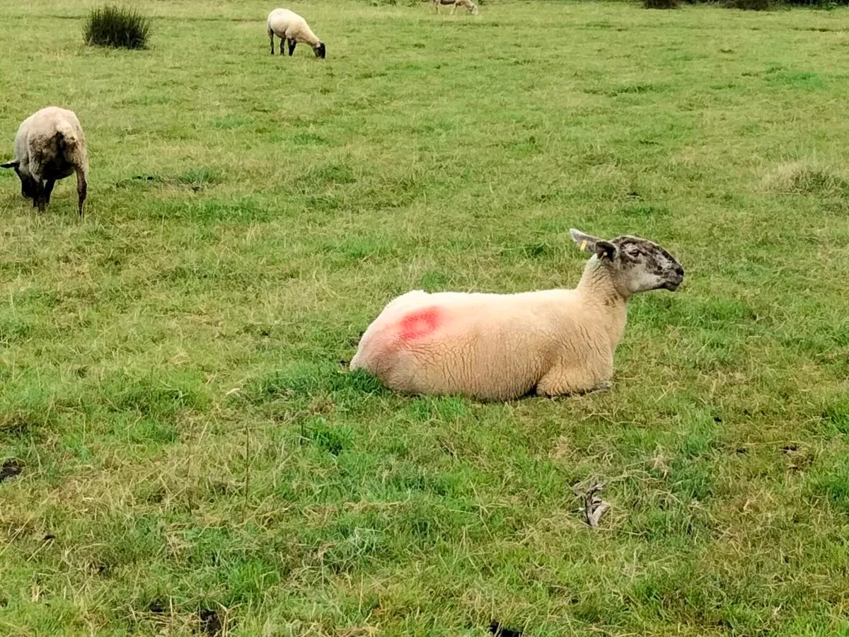 15 Stolen Ewes €500 Reward - Image 1
