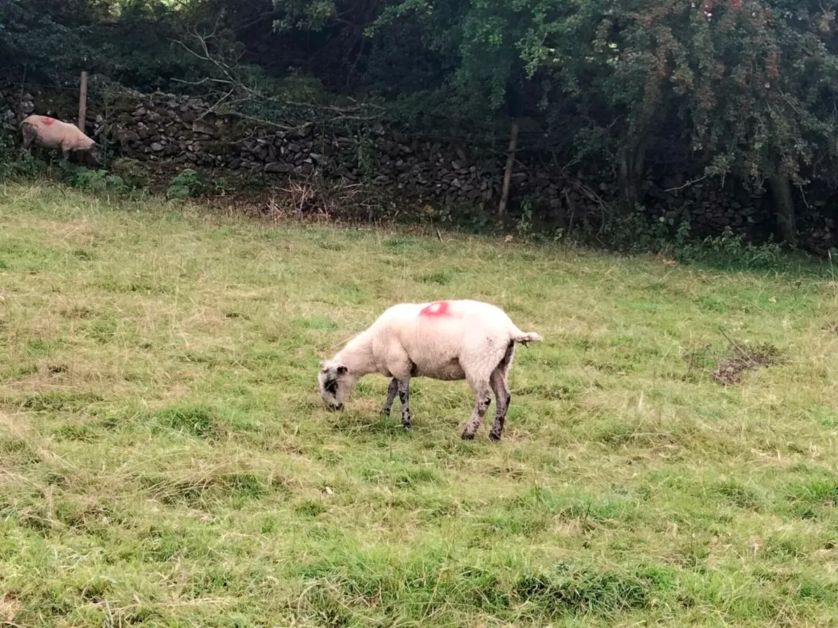 15 Stolen Ewes €500 Reward - Image 2