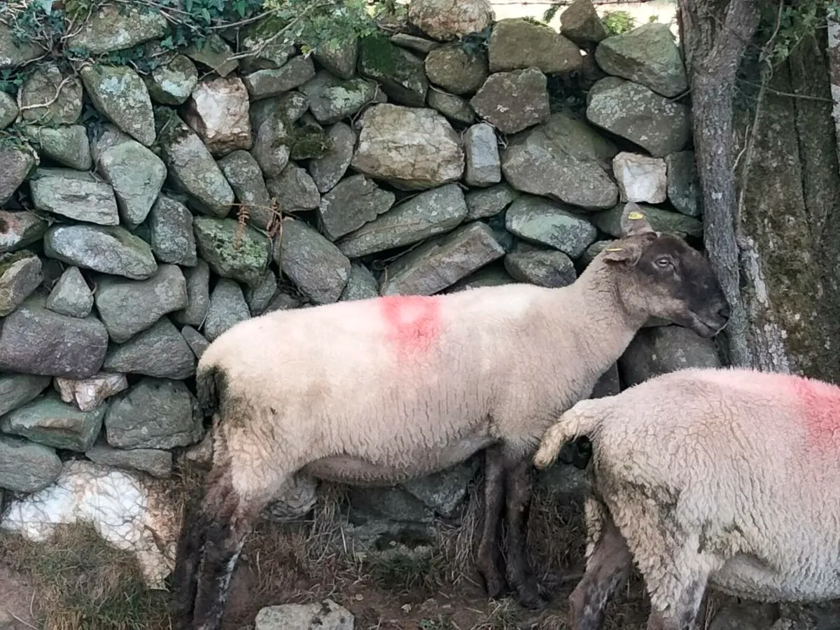 15 Stolen Ewes €500 Reward - Image 4