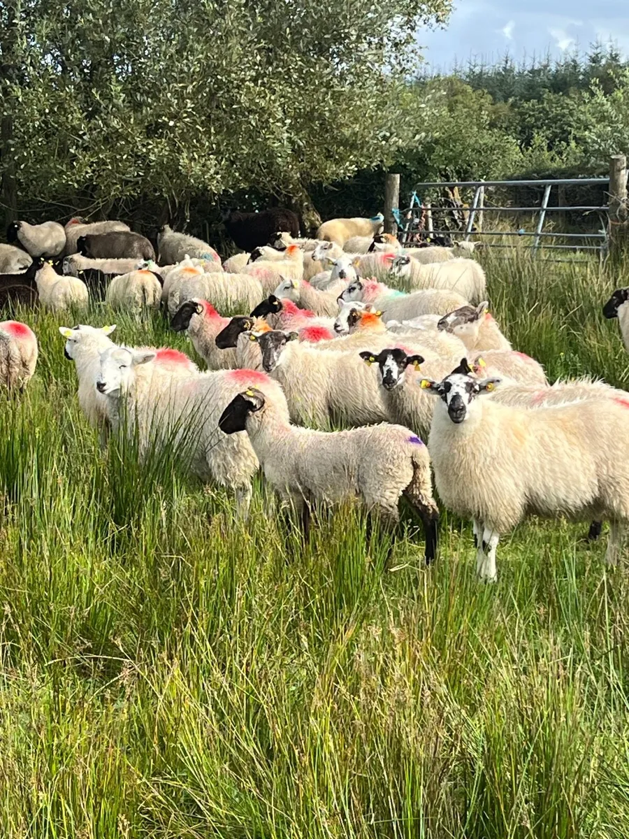 Ewe lambs - Image 1