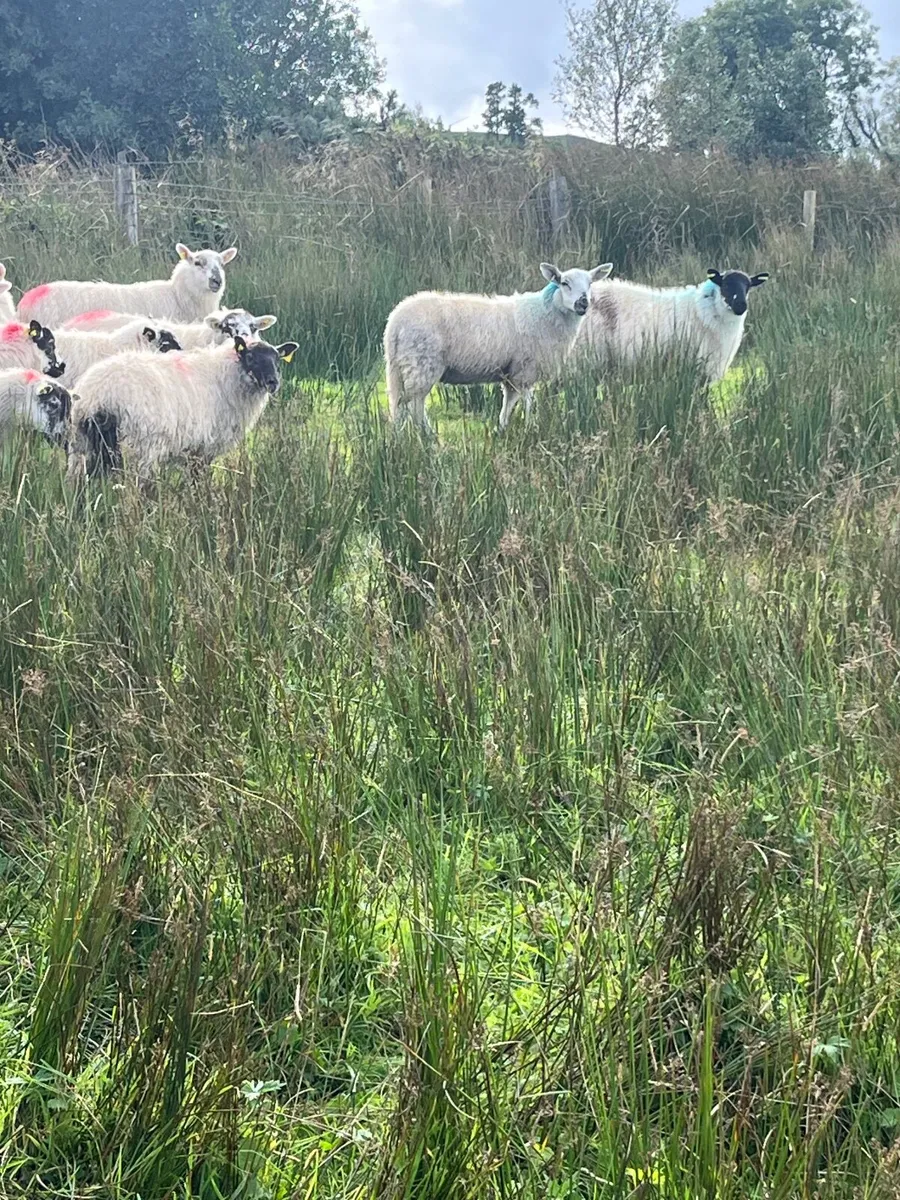 Ewe lambs - Image 2