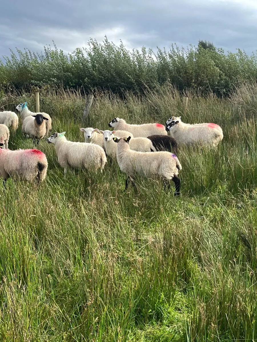 Ewe lambs - Image 3