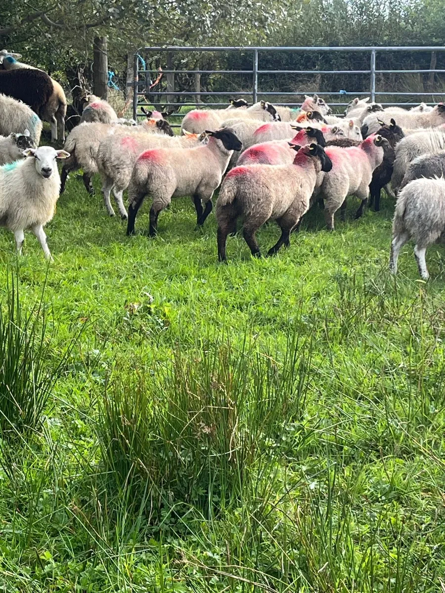 Ewe lambs - Image 4