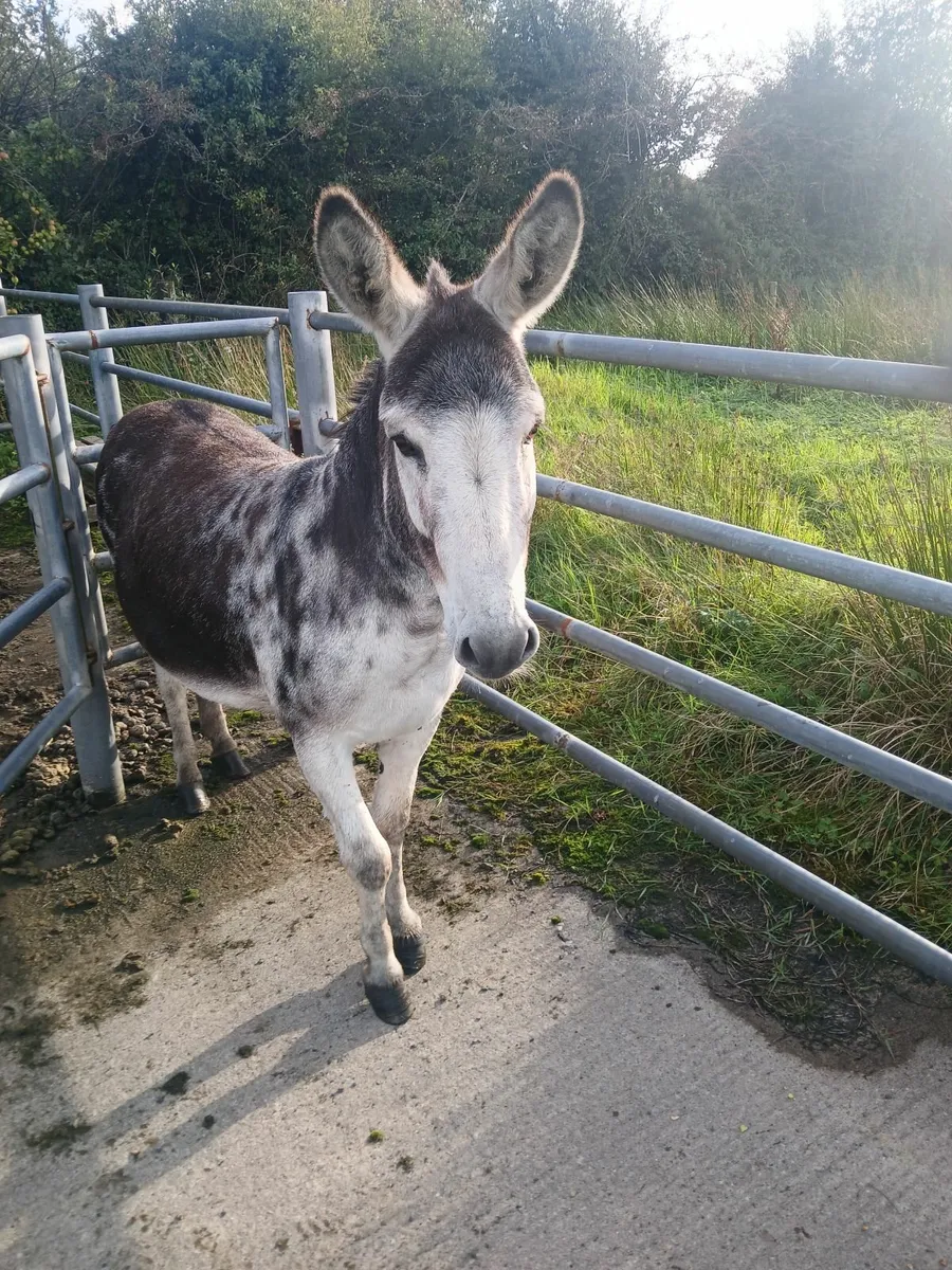 Jack donkey - Image 1