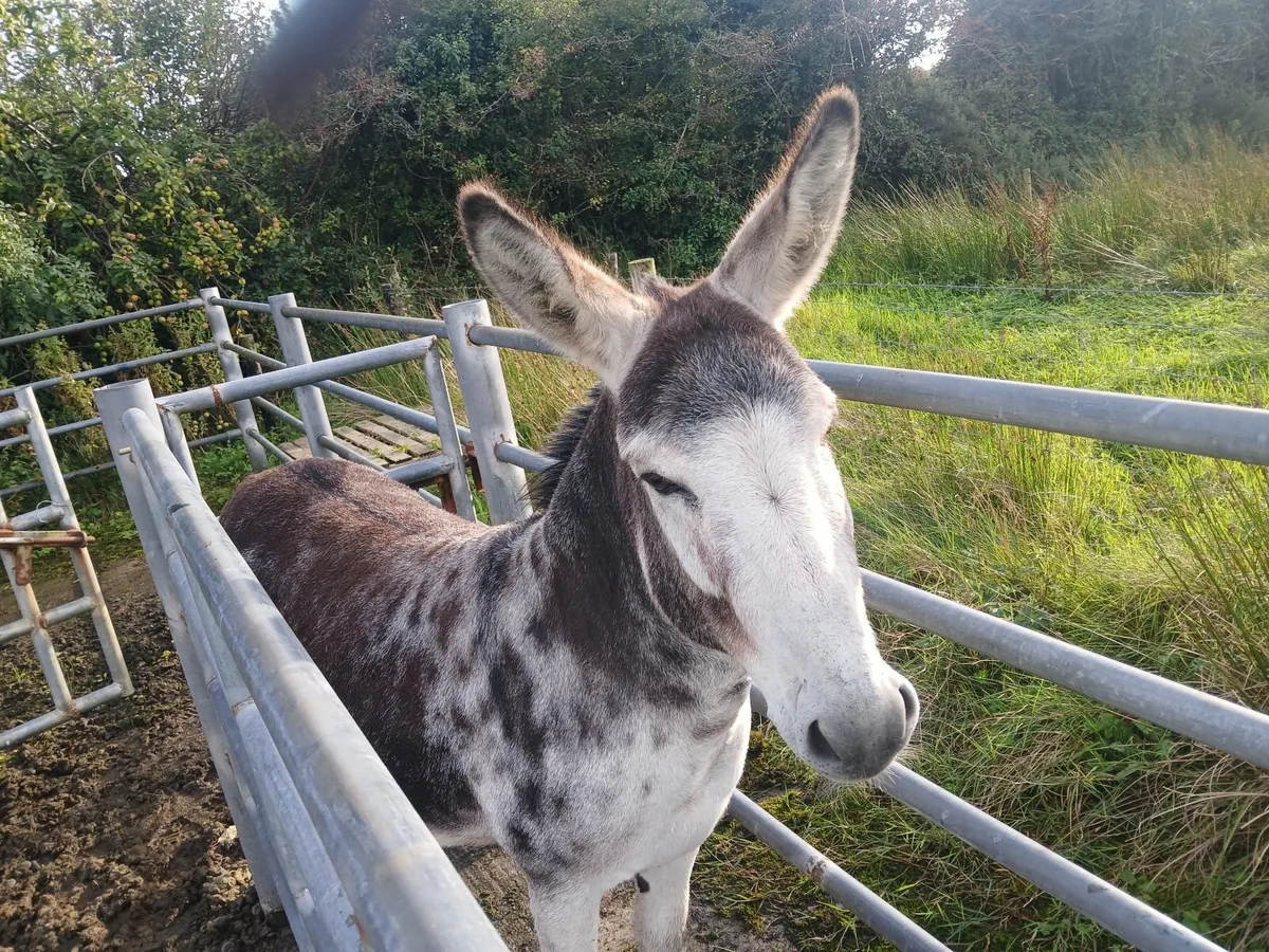 Jack donkey - Image 2