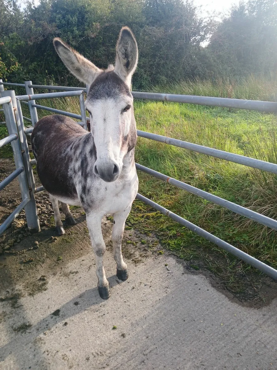 Jack donkey - Image 3