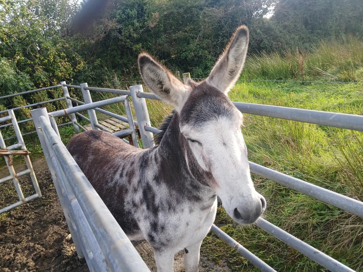 Jack donkey - Image 4