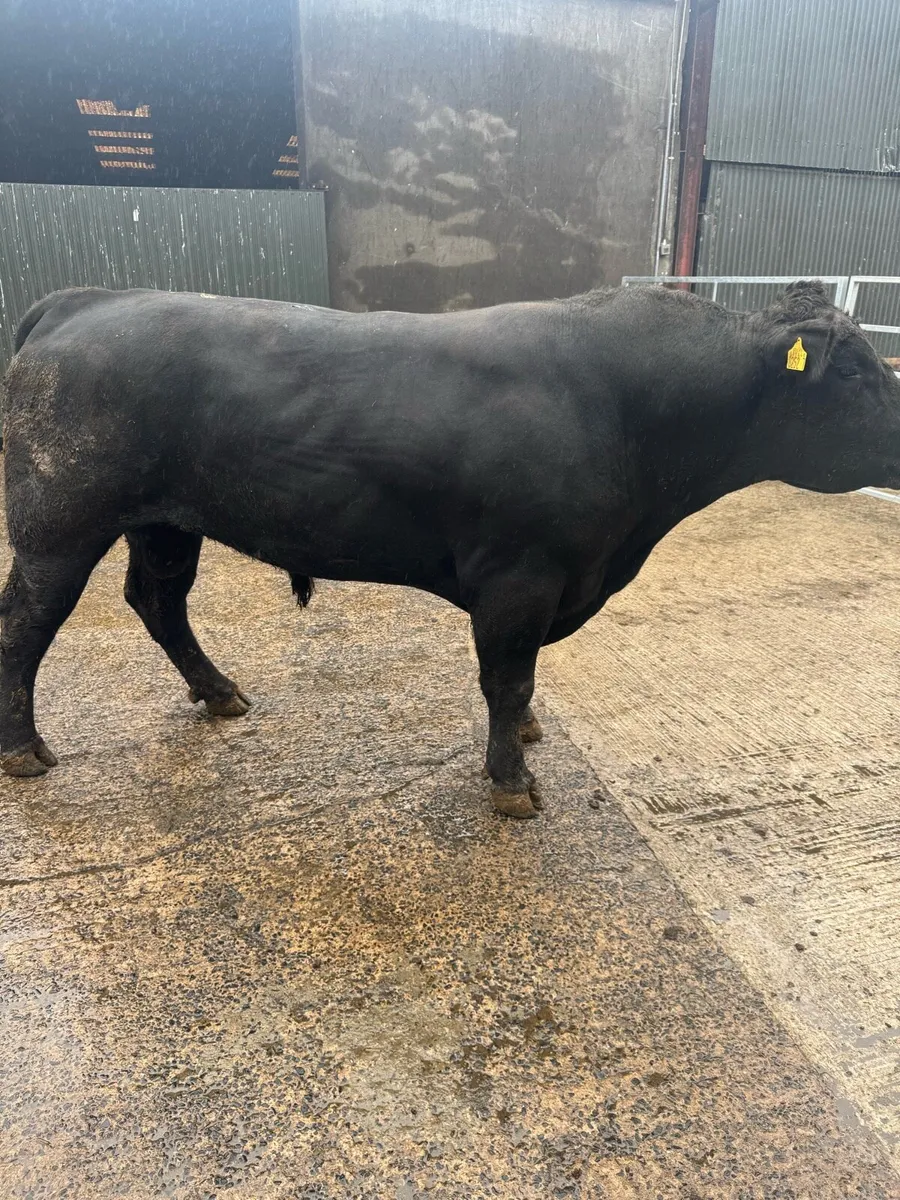 Angus bull - Image 1