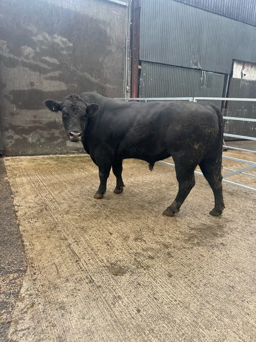 Angus bull - Image 2