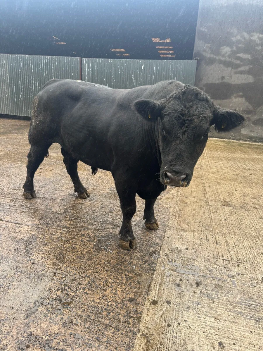 Angus bull - Image 3