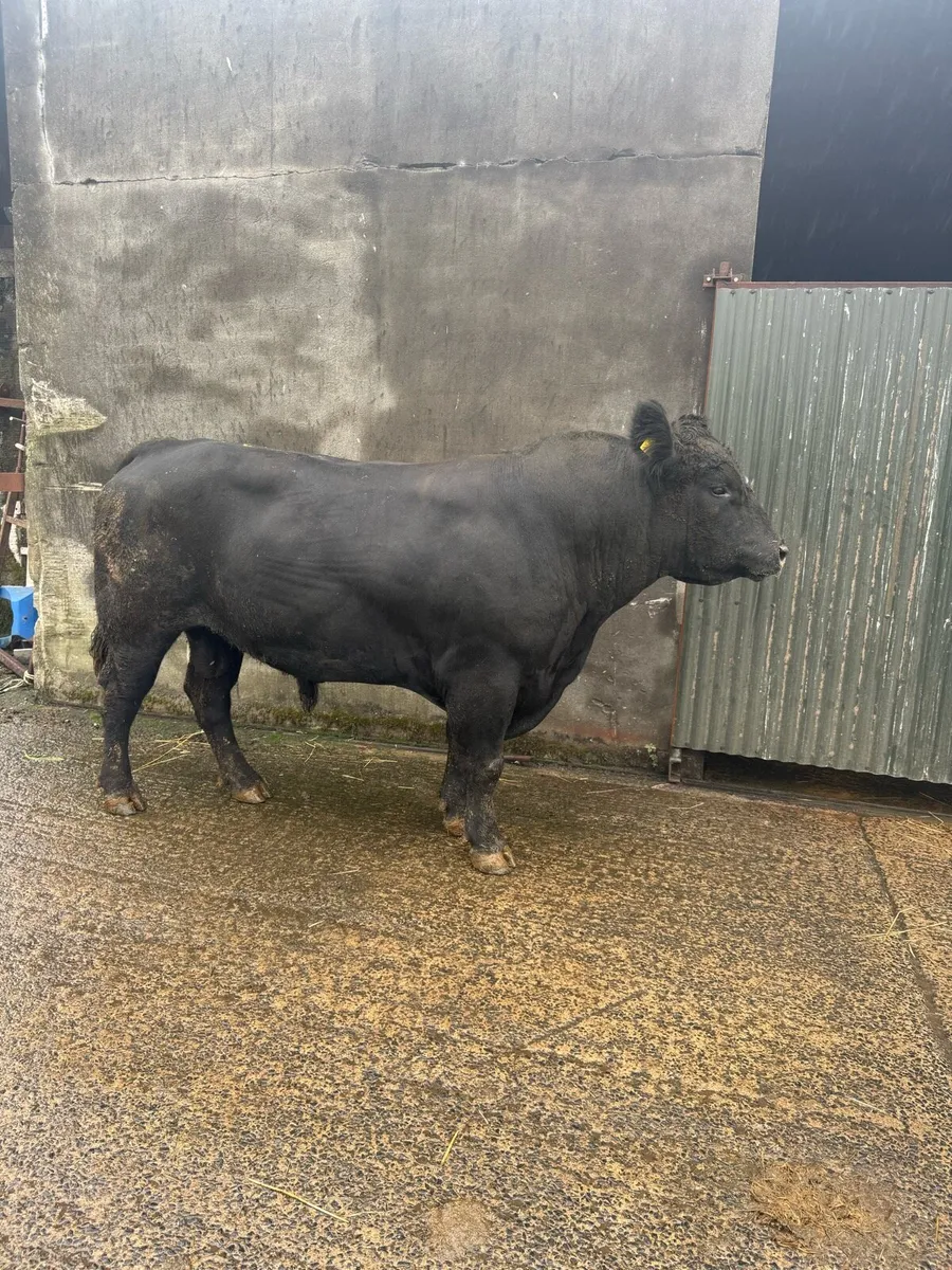 Angus bull - Image 4