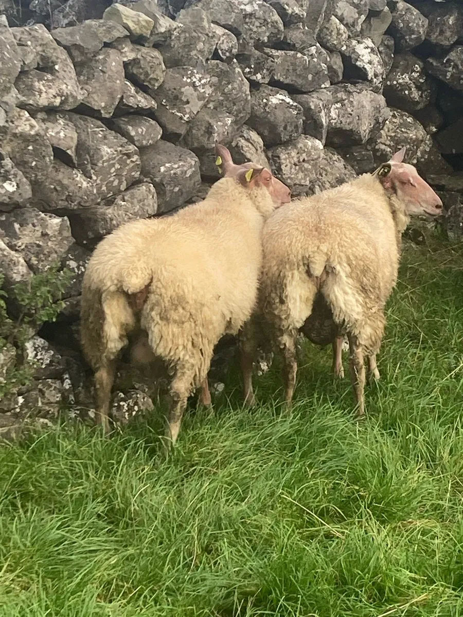 Rouge ram lambs - Image 3