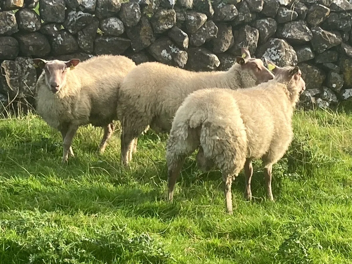 Rouge ram lambs - Image 2