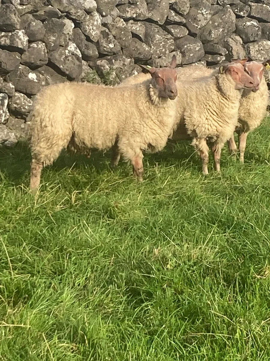 Rouge ram lambs - Image 1